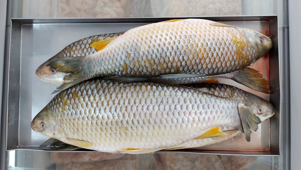 Rio Mar Pescados - FRUTOS DO MAR - PEIXES FRESCOS - PEIXARIA EM LONDRINA